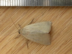 Heliocheilus moribunda