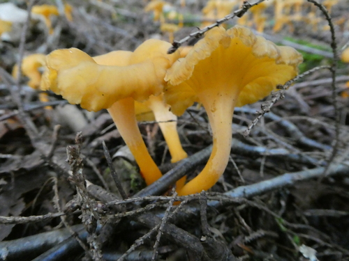 Craterellus lutescens — no rights reserved