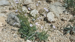 Polemoniaceae