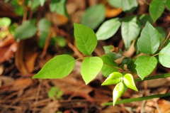 Toxicodendron radicans image