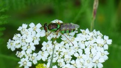 Odontomyia cincta