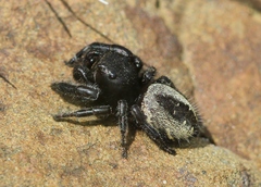 Phidippus purpuratus