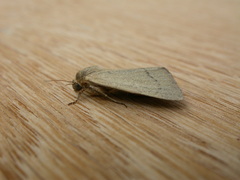 Heliocheilus moribunda