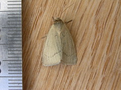 Heliocheilus moribunda