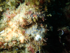Eudistoma diaphanes