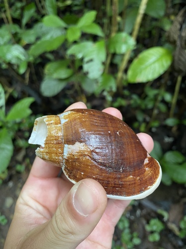 Placostylus fibratus, 2023-09-13