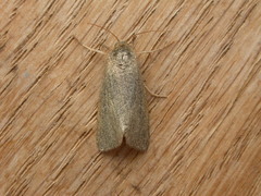 Heliocheilus moribunda