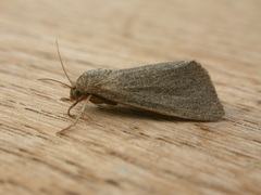 Heliocheilus moribunda