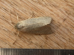 Heliocheilus moribunda