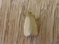 Heliocheilus moribunda