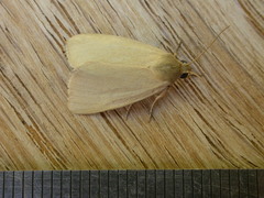 Heliocheilus moribunda