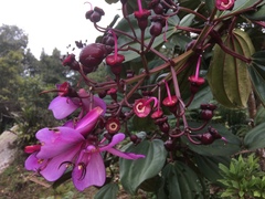 Meriania nobilis