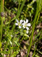 Cerastium brachypodum