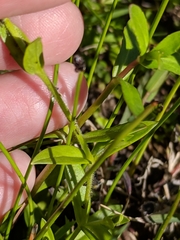 Cerastium brachypodum