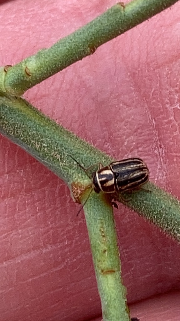 Pachybrachis dubiosus from Forest Service Road 900, Alvord, TX, US on