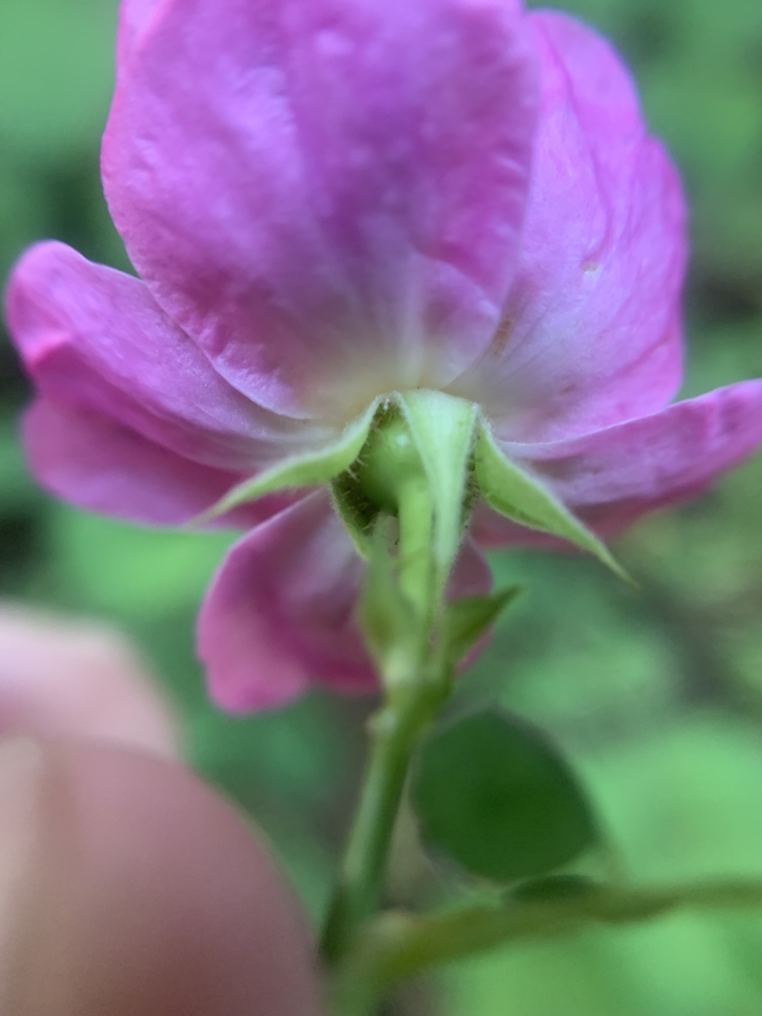 Imagem de Rosa-do-mato