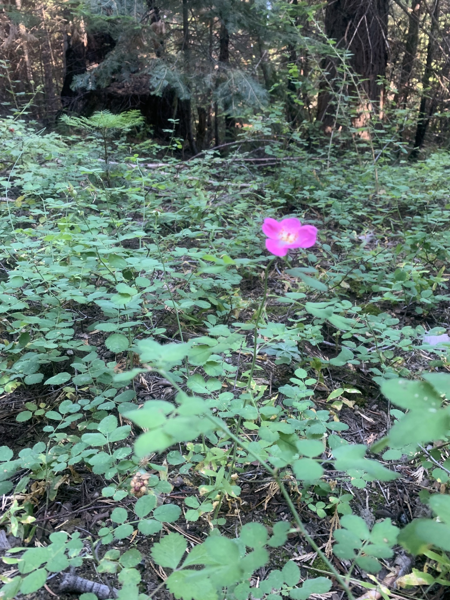 Imagem de Rosa-do-mato