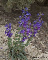 Penstemon mucronatus
