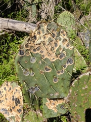 Phyllosticta concava