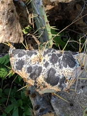 Phyllosticta concava