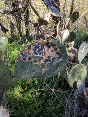 Phyllosticta concava