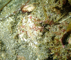 Urticina mcpeaki