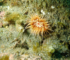 Urticina mcpeaki