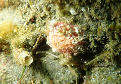 Urticina mcpeaki