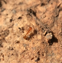 Solenopsis aurea