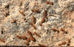Solenopsis aurea