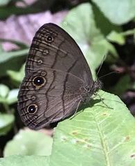 Hermeuptychia harmonia