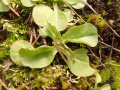 Plectritis congesta