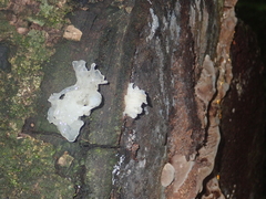 Tremella fuciformis image