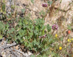 Trifolium gracilentum