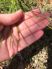 Pinus torreyana