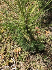 Pinus torreyana
