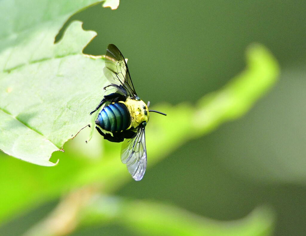 Mesoplia insignis
