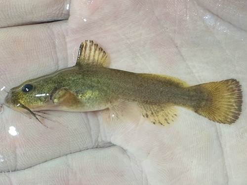 Mountain madtom (Noturus eleutherus) — Ictaluridae — 3