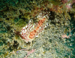 Urticina mcpeaki