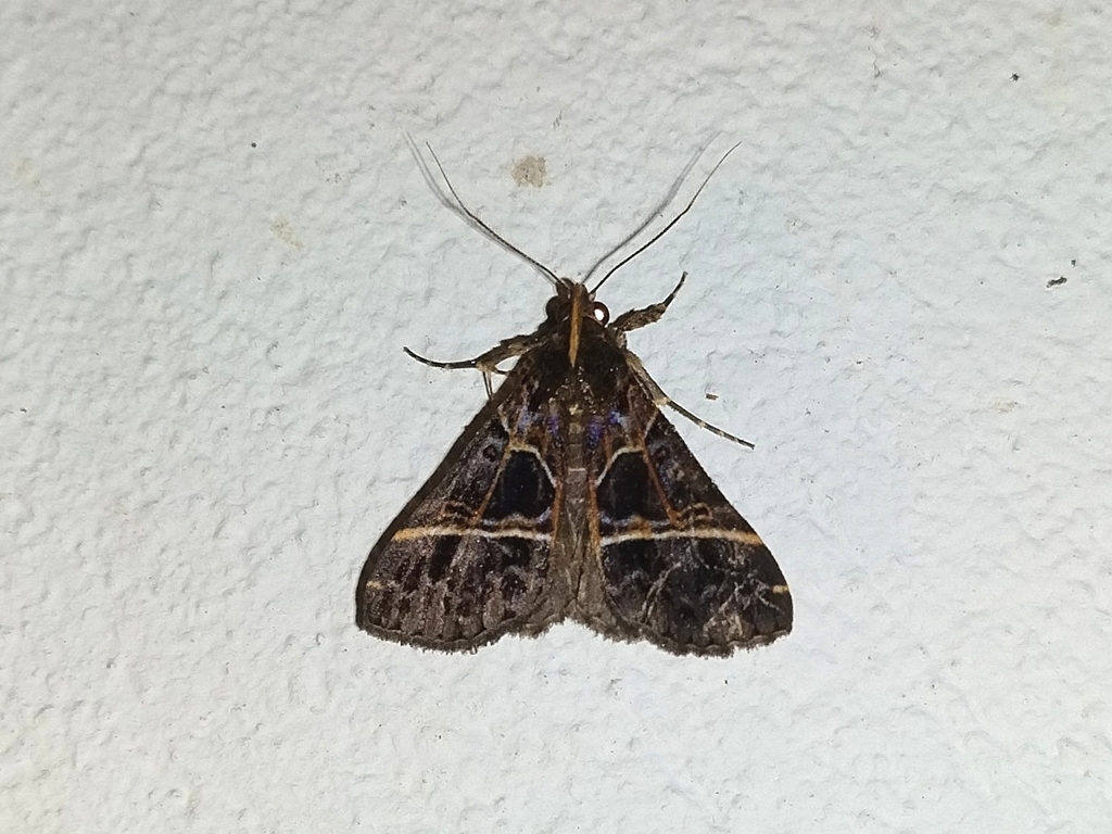 Rejectaria lineata