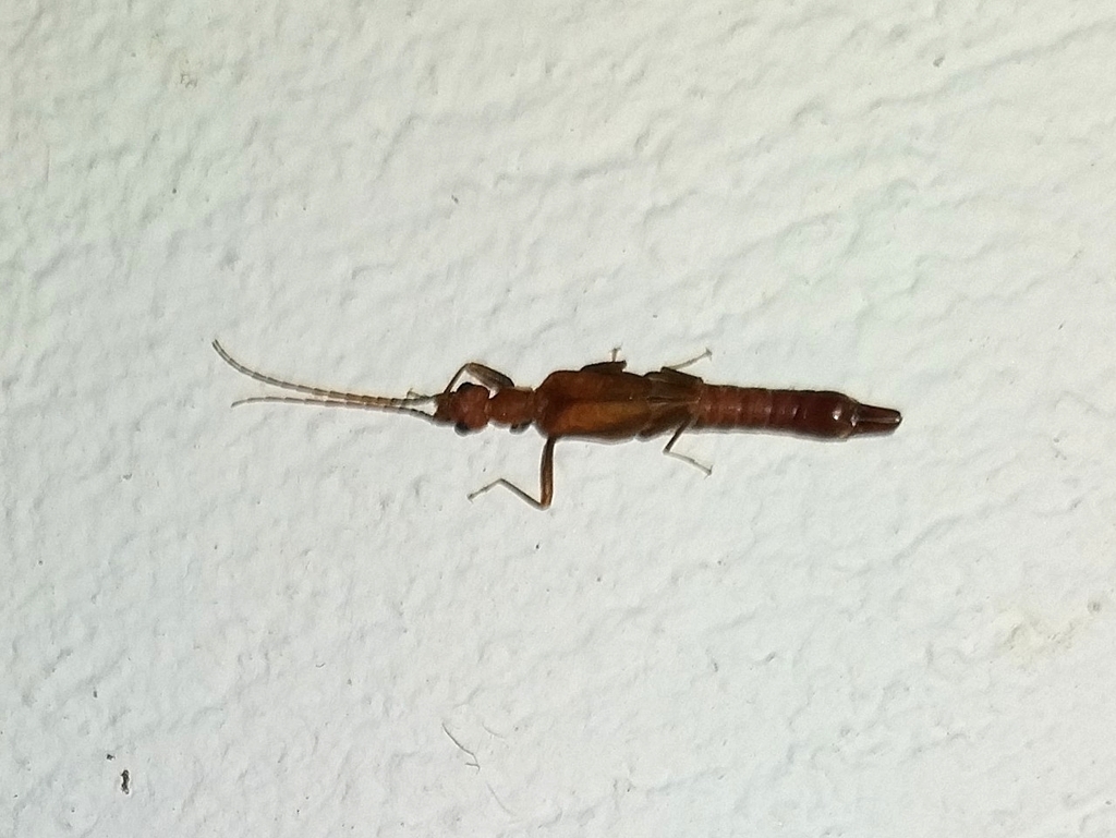 Cylindrogaster gracilis