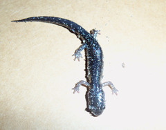 Plethodon chlorobryonis