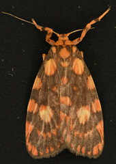 Miltochrista quadrilineata