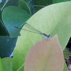 Nehalennia pallidula