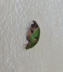 Pycnopalpa bicordata