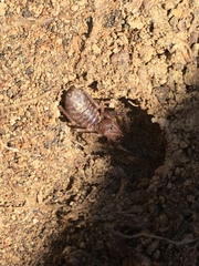 Ammotrechidae