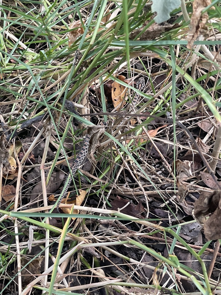 Pygmy Rattlesnake from Everglades National Park, FL, US on September 14 ...