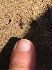 Ammotrechidae
