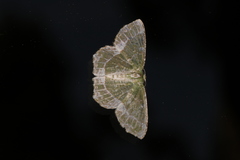 Eucyclodes insperata