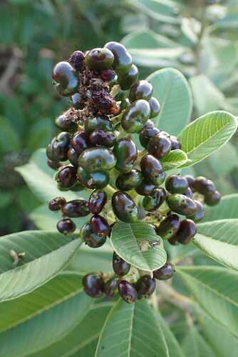 Image of Coast Resintree (Ozoroa obovata) by no rights reserved